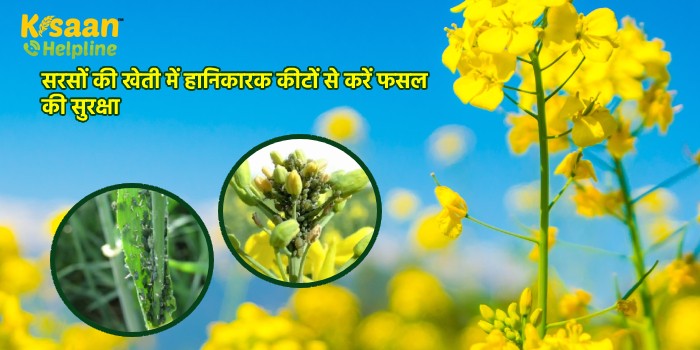 सरसों की खेती में हानिकारक कीटों से करें फसल की सुरक्षा